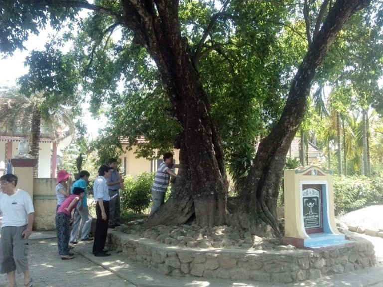 Quảng Ngãi đã có nhiều cây lâu năm được công nhận Cây Di sản Việt Nam