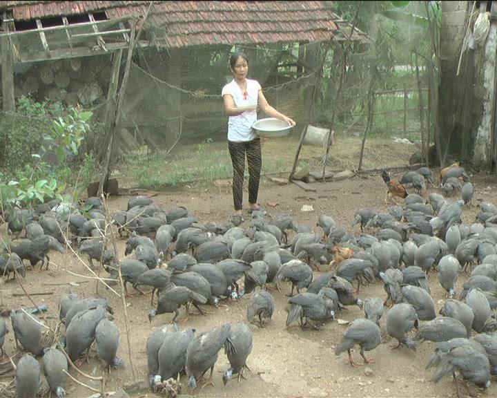Nhiều hộ dân ở Quảng Trị đã chọn hướng phát triển kinh tế từ nuôi động vật hoang dã