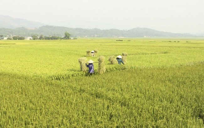 Nông dân khu vực lòng chảo Mường Thanh (Điện Biên) bắt đầu thu hoạch lúa trà sớm