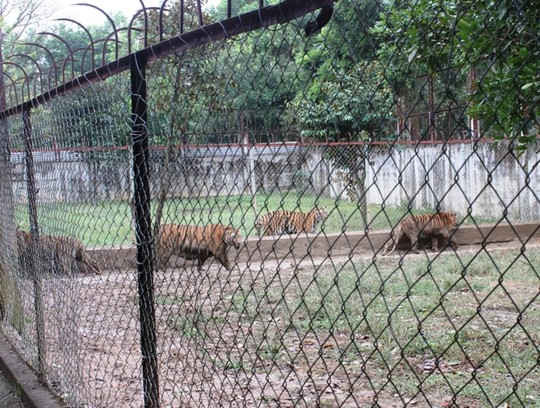 Một trang trại nuôi nhốt hổ tại Thanh Hóa 