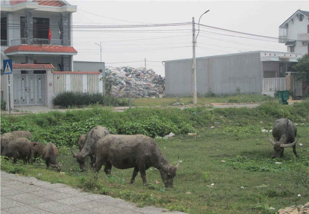Người dân khu quy hoạch Bắc Hương Sơ phải sống chung với ô nhiễm vì gia súc thả rong