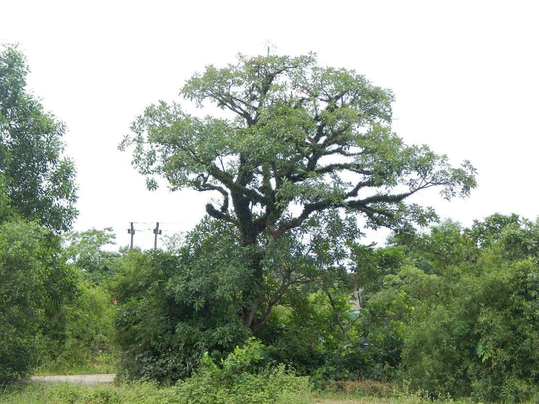 Một cây lộc vừng thuộc loại đại thụ ở làng Siêu Quần được người dân giữ gìn hàng trăm năm nay