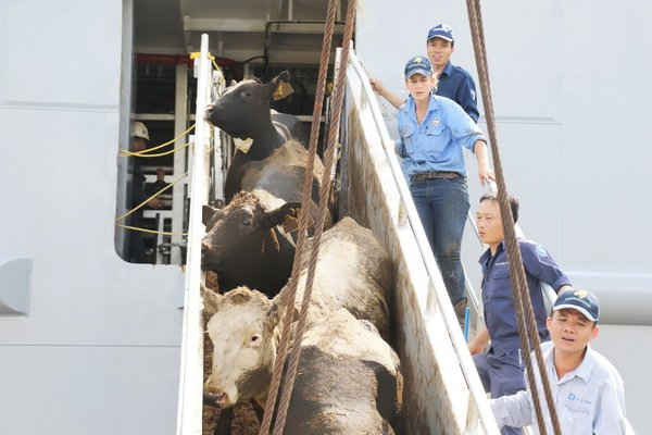 Các chuyên gia của Vinamilk và đối tác nước ngoài cùng phối hợp để vận chuyển đàn bò hơn 2.000 con từ Mỹ về Việt Nam