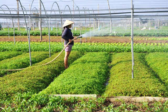 Để đảm bảo nguồn nước tưới cho cây trồng trong mùa hạn, tỉnh Quảng Ngãi đã chủ động chuyển đổi cây trồng phù hợp mùa khô