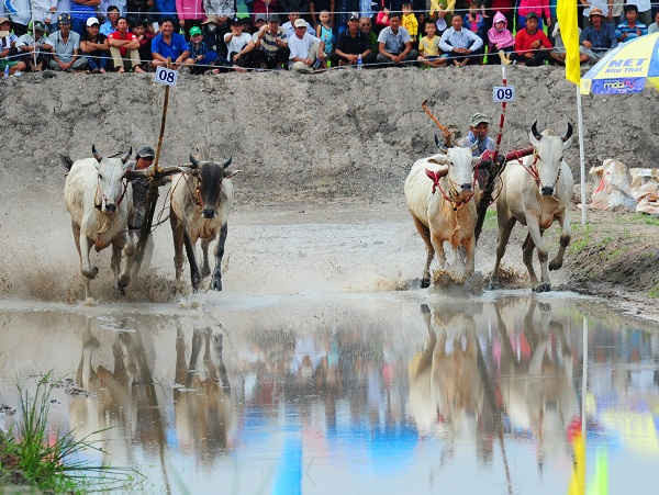Lễ hội đua bò Bảy Núi tại Châu Đốc đã thu hút 24 đôi bò giỏi được tuyển chọn từ huyện Tịnh Biên và Tri Tôn – An Giang.