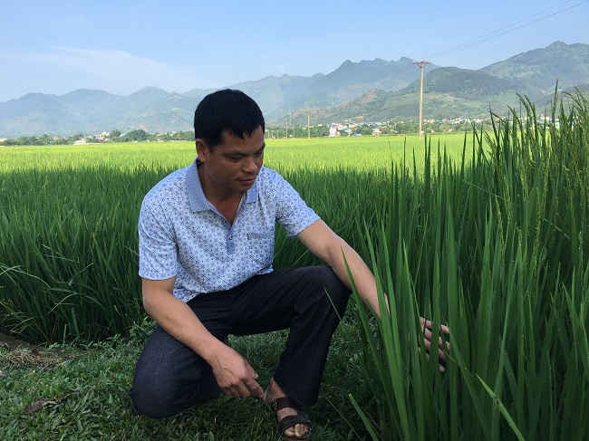 Ông Đinh Văn Khoa, Trưởng bản Cang, xã Quang Huy phấn khởi: Từ khi triển khai theo mô hình canh tác SRI, toàn bản không còn tình trạng thiếu đói giáp hạt.