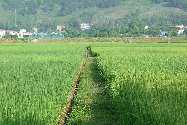 Cánh đồng lúa BC 15 cấy theo phương pháp cải tiến SRI, tại bản Cang, xã Quang Huy, huyện Phù Yên.