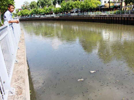 Hàng ngàn con cá nổi đặc trên kênh Nhiêu Lộc - Thị Nghè vào sáng 22-5.