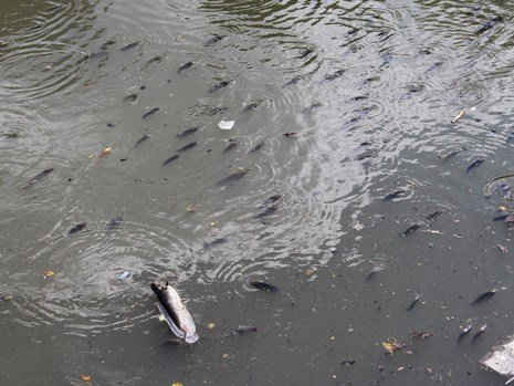 Một số con cá bị chết nổi rải rác trên mặt kênh