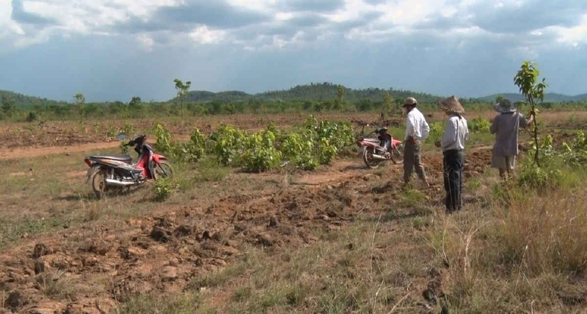 Khu vực đất lâm nghiệp tại tiểu khu 277, xã Cư M’lan, huyện Ea Súp bị người dân lấn chiếm san ủi trắng để trồng cây nông nghiệp.