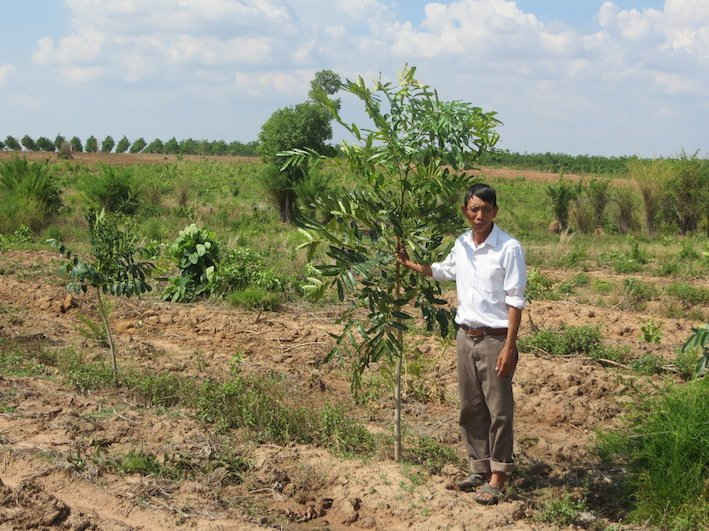Rừng cây Xà cừ do bà Trần Hải Yến trồng đang xanh tốt bỗng được giao cho địa phương quản lý đang xảy ra trang chấp.