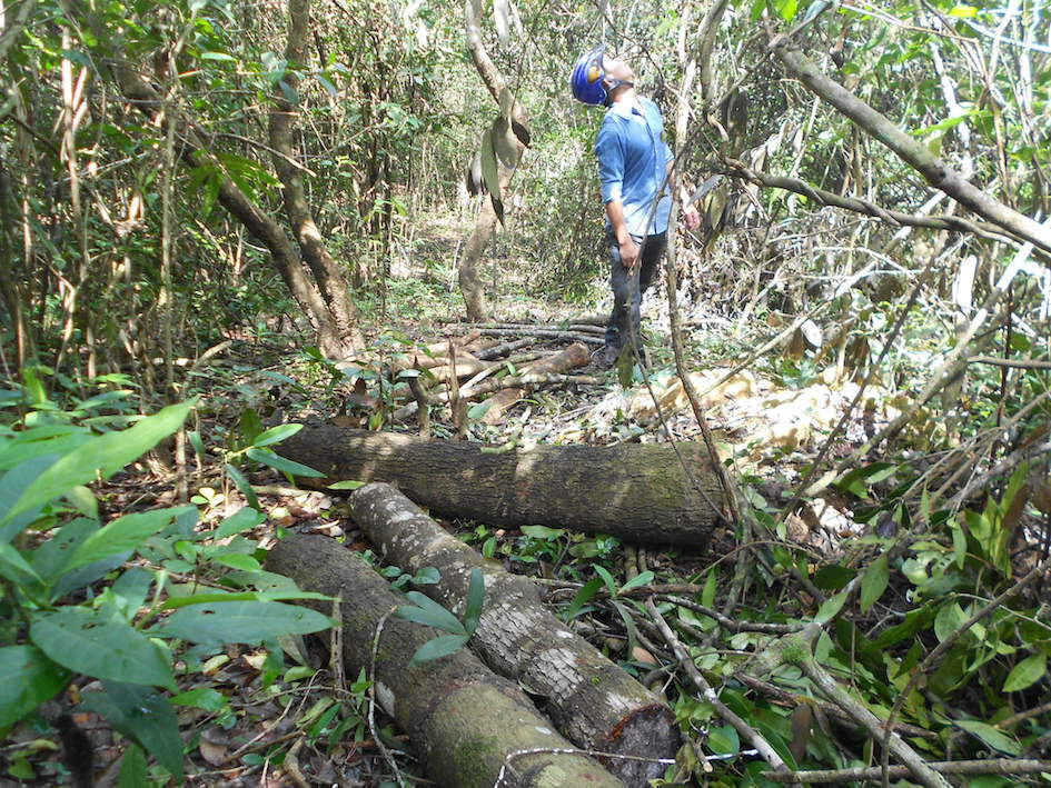 Cây rừng bị đốn hạ từng khúc bằng cưa máy nằm la liệt. Thế nhưng, Sở NN&PTNT Bình Định cho rằng vết chặt các cây bụi bằng rựa, rìu.