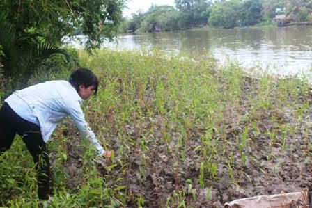 Hơn 10.000 cây tràm và bần được trồng cặp kênh Búng Tàu để chống sạt lở đất.