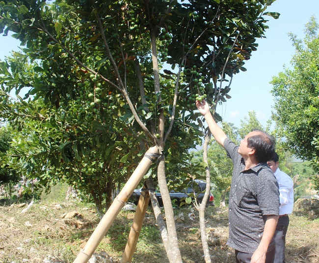 3. Diện tích trồng cây Mắc ca của bà Nguyễn Thị Khánh Hòa, phường Đông Phong, TP. Lai Châu hứa hẹn cho thu hoạch năng suất cao