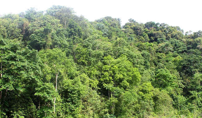 Khu rừng của xã Huổi Lèng được giao cho Ban Quản lý rừng phòng hộ huyện Mường Chà quản lý
