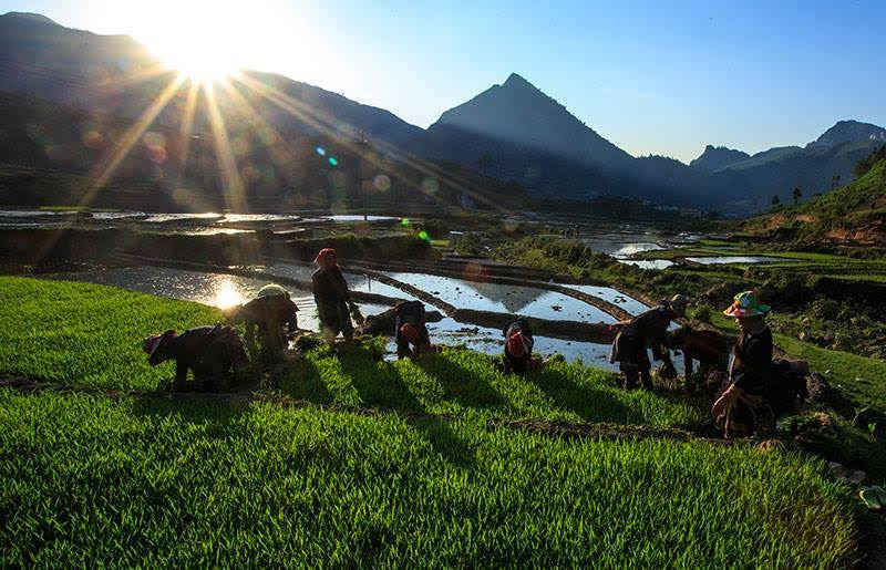Bất chấp trời nắng nóng 40 độ C bà con nông dân tỉnh Lào Cai vẫn ra đồng nhổ mạ cấy lúa mùa kịp thời vụ.