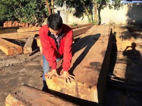 Số gỗ du sam vận chuyển nhầm tang vật tại trung tâm bảo tồn thiên nhiên Nam Nung.