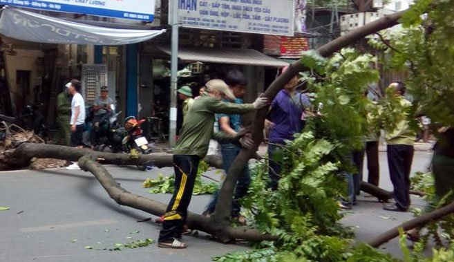 Cây xanh gãy đổ trong cơn dông ở Hà Nội chiều 6/6.