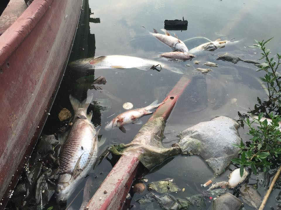 Cá chết trắng nổi lềnh bềnh dưới mặt hồ.