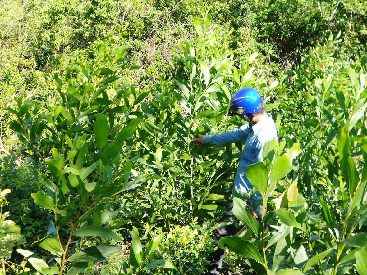 Cây keo lai được trồng vào cuối năm 2016 phát triển xanh tốt ở phía Tây Nam khu vực quy hoạch rừng phòng hộ đầu nguồn hồ Cây Thích.