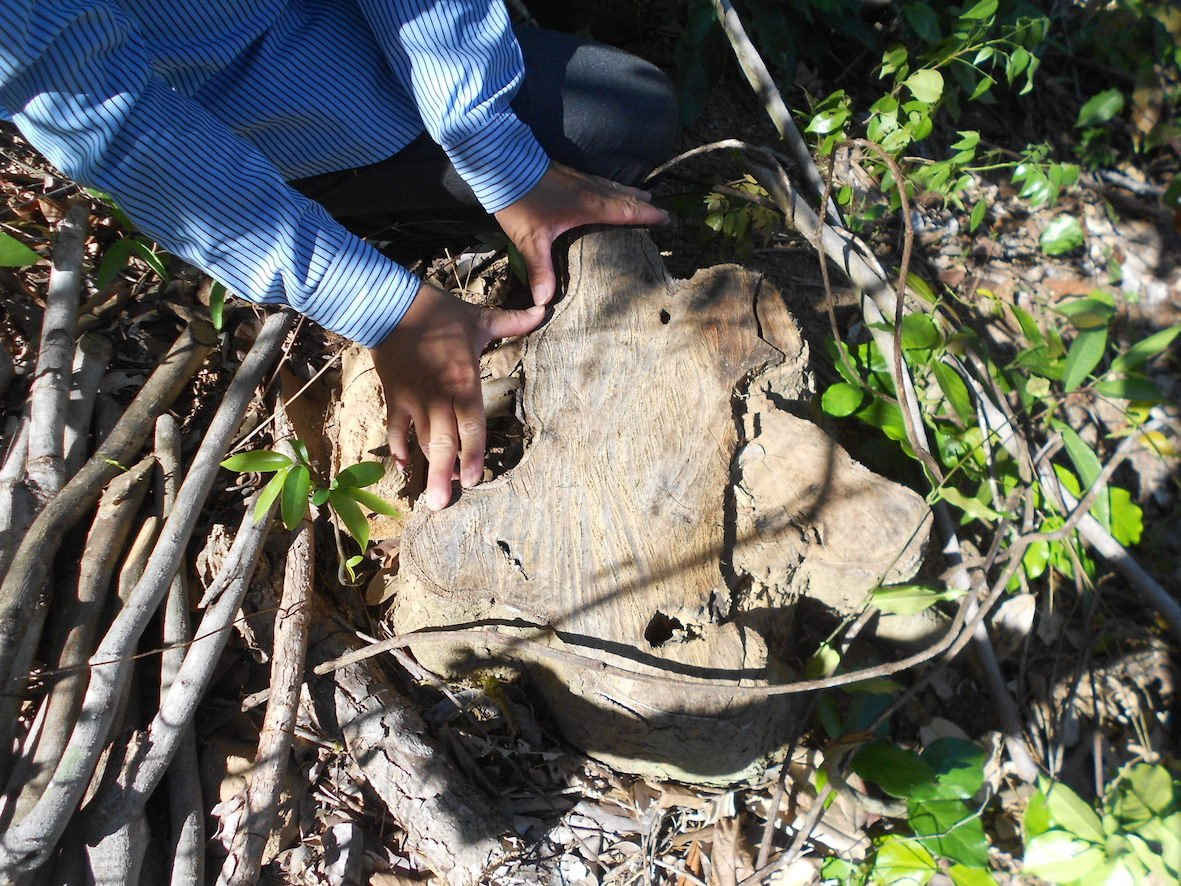 Những cây gỗ tự nhiên có đường kính khoảng 25cm thế này ở tục danh Chiêu Liêu hoặc Dốc Đỏ nằm phía Tây Nam hồ Cây Thích đều bị cưa hạ thẳng tay. 