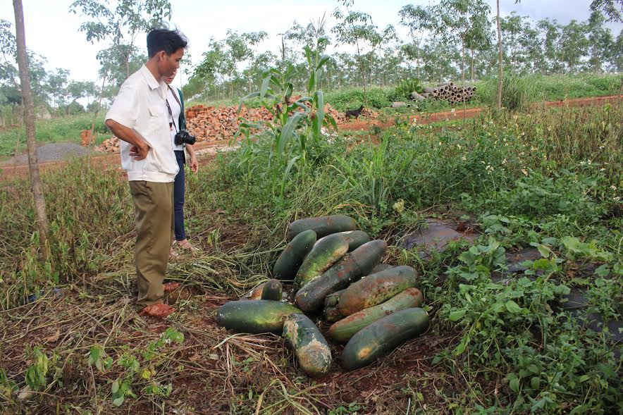 Nhiều hộ dân tay trắng vì trồng bí xanh liên kết với công ty CP Phú An Khang Tây Nguyên.