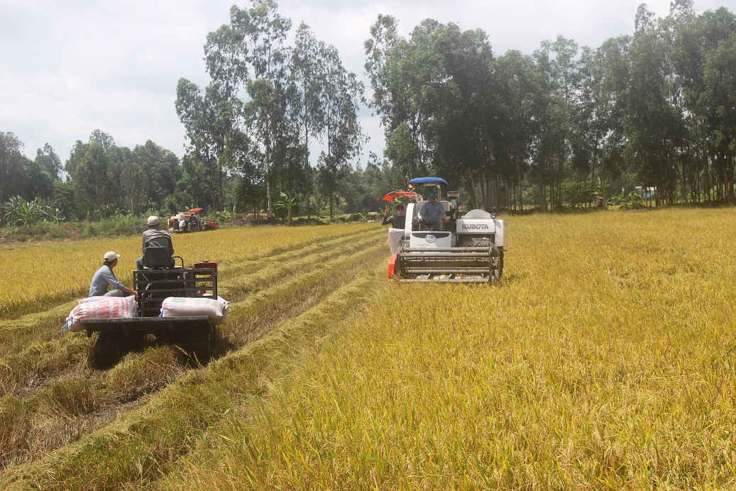  Thu hoạch lúa tại huyện Vị Thủy, tỉnh Hậu Giang.
