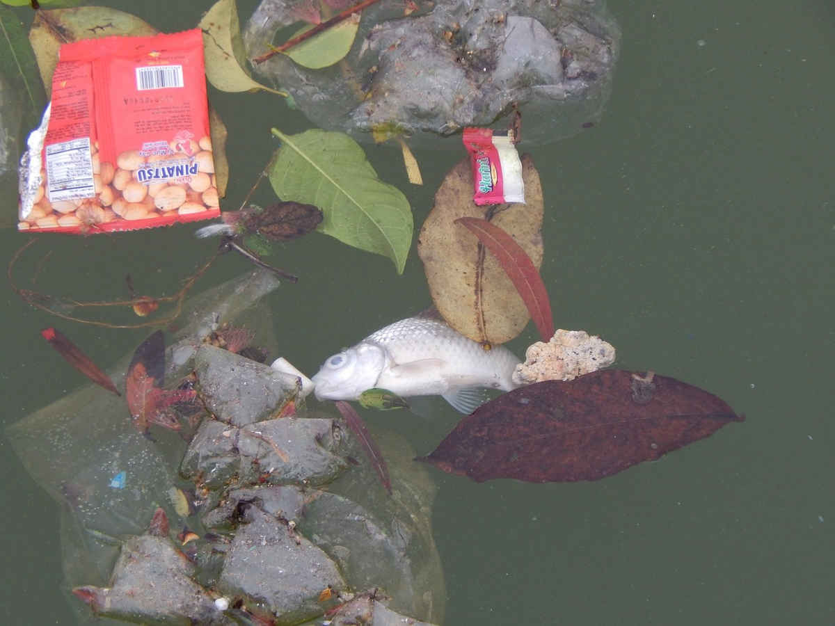 Việc rác thải được vứt xuống đây khiến cá tôm trong hồ chết ngày một nhiều