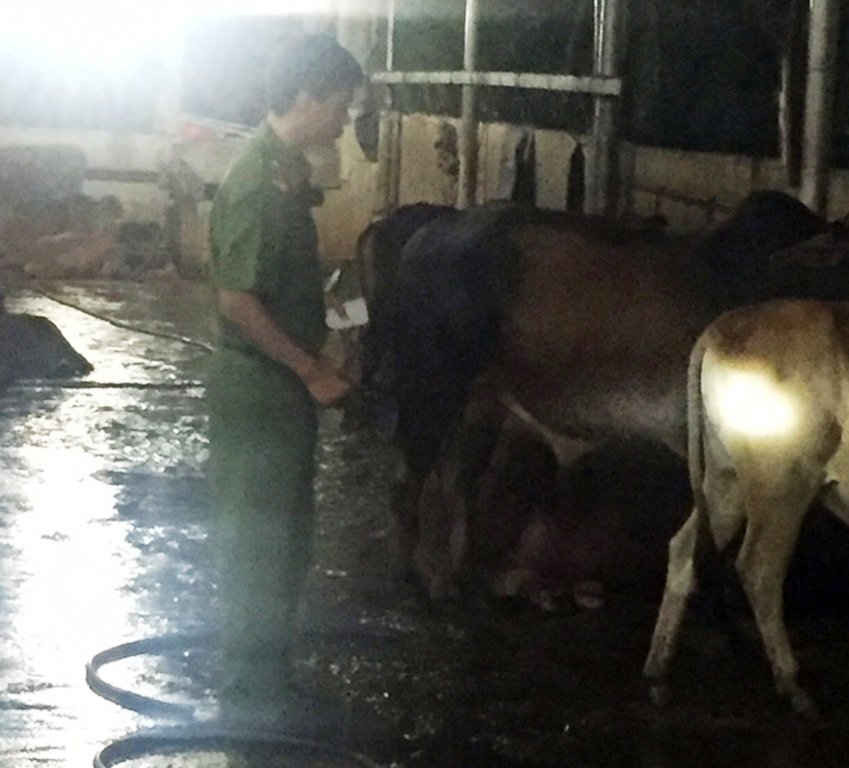 Lực lượng chức năng phát hiện 8 con bò bơm nước vào chờ giết mổ