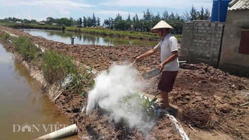 Ông Trần Duy Hòa rắc vôi bột khử trùng tại các ao nuôi tôm của gia đình mới bị thiệt hại ở xã Kim Đông, huyện Kim Sơn (Ninh Bình).