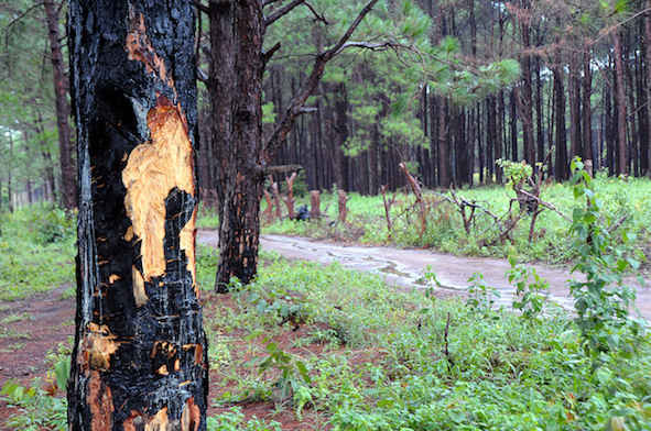 Một cây thông mới bị người dân gọt vỏ chờ chết tại tiểu khu 501