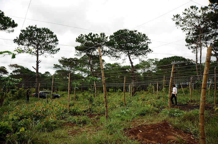 Vườn chanh dây thay thế rừng thông