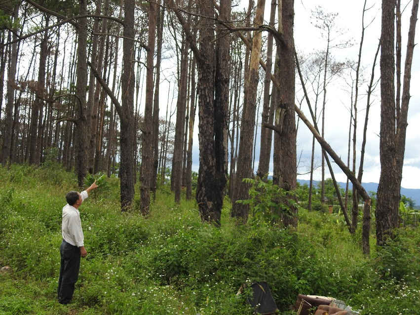 Rừng thông được UBND tỉnh Đắk Nông cho công ty TNHH thương mại Nguyên Vũ thuê đang bị tàn phá công khai cả quản đồi làm thông chết hàng loạt.