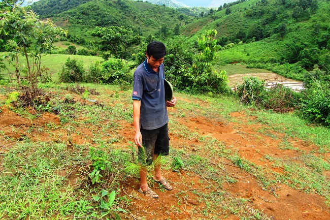 Người dân huyện Điện Biên kiểm tra rừng trồng mới