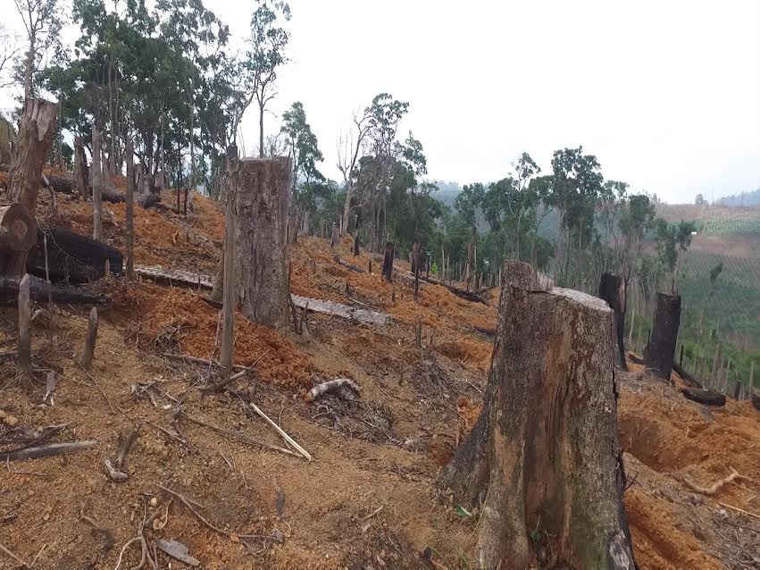Những cánh rừng ở Đắk Nông bị đốn hạ