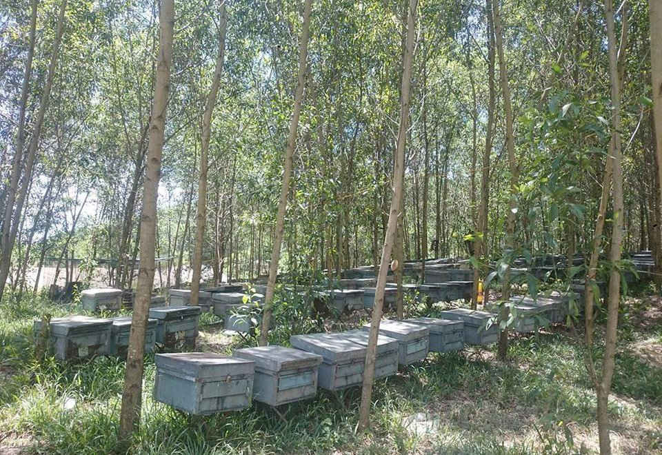 Nhiều hộ nuôi ong tại Thừa Thiên Huế phải nộp tiền phí cho Ủy ban xã