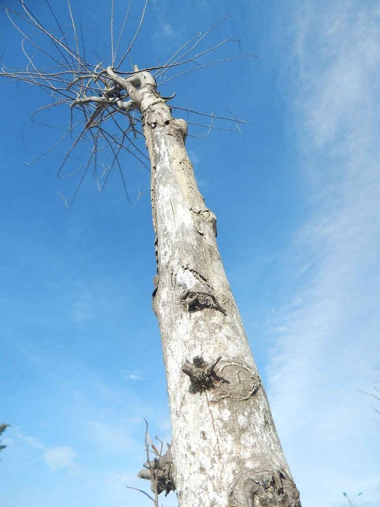 Người dân địa phương cho biết, nguyên nhân cây chết khô là do không được chăm sóc cẩn thận
