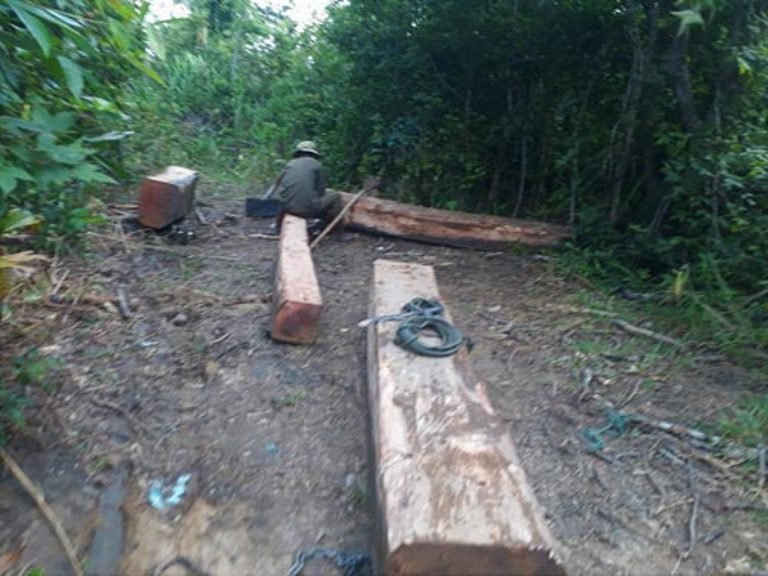 Lâm tặc tập kết gỗ sau khi cộ trâu kéo ra khỏi rừng