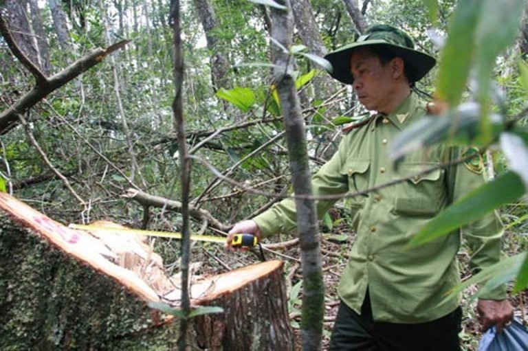 Đã gần một năm trôi qua nhưng vụ thảm sát rừng pơ mu ở tỉnh Quảng Nam vẫn chưa được đưa ra xét xử Ảnh: TRẦN THƯỜNG