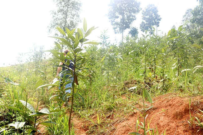 Trồng quế một mô hình rồng rừng mới ở Văn Bàn, vừa phủ xanh đất trống đồi núi trọc vừa cho giá trị kinh tế cao.