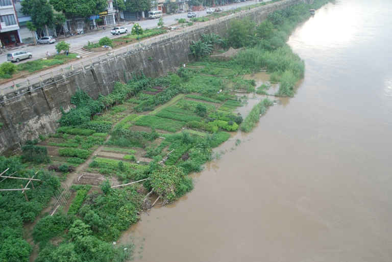 Nước lũ sông Hồng dâng cao làm thiệt hại rau màu ven sông ở địa phận Lào Cai. (ảnh chụp chiều tối ngày 27/6)