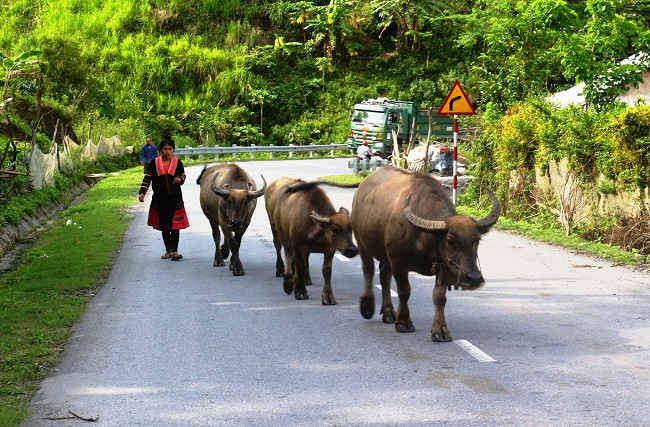 Tập quán chăn thả gia súc của người dân ảnh hưởng không nhỏ đến việc thực hiện tiêu chí môi trường tại huyện Mường Chà