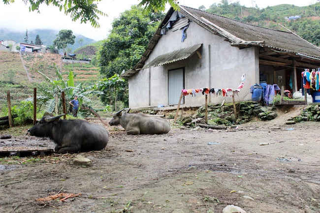 Một trong những khó khăn trong thực hiện tiêu chí môi trường ở Lào Cai là thói quen thả rông gia súc và làm chuồng trại gần các nguồn nước sinh hoạt.