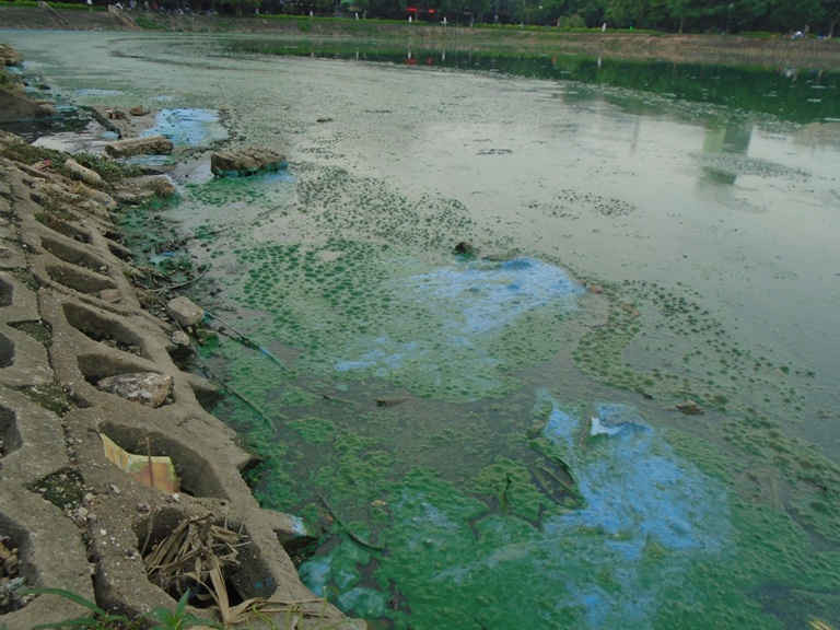 Rác thải, tảo chết bốc mùi hôi thối một góc hồ Đền Lừ