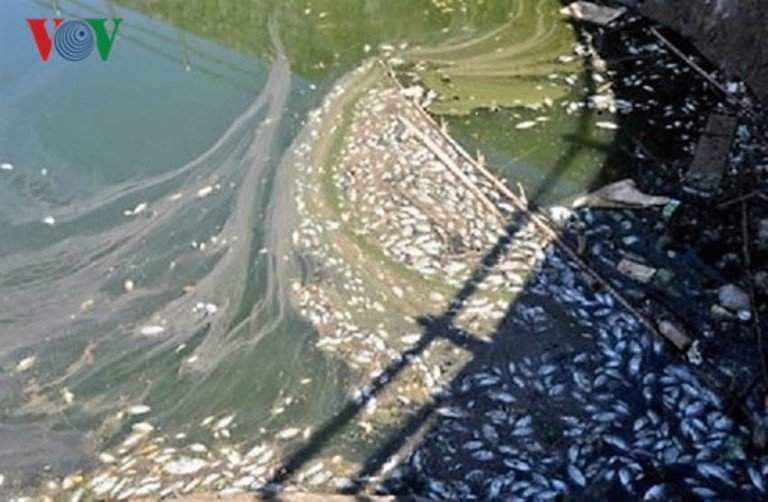 Hiện tượng cá chết xảy ra tại nhiều tuyến sông, kênh rạch.