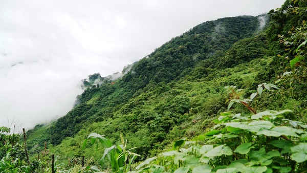Vùng núi Quảng Nam có điều kiện khí hậu và thổ nhưỡng rất phù hợp để phát triển cây dược liệu mà ít nơi có 