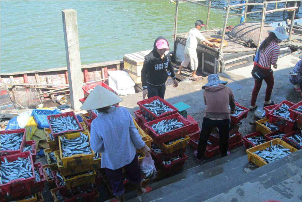 Sản lượng khai thác, chế biến thủy sản của Thừa Thiên Huế tăng mạnh
