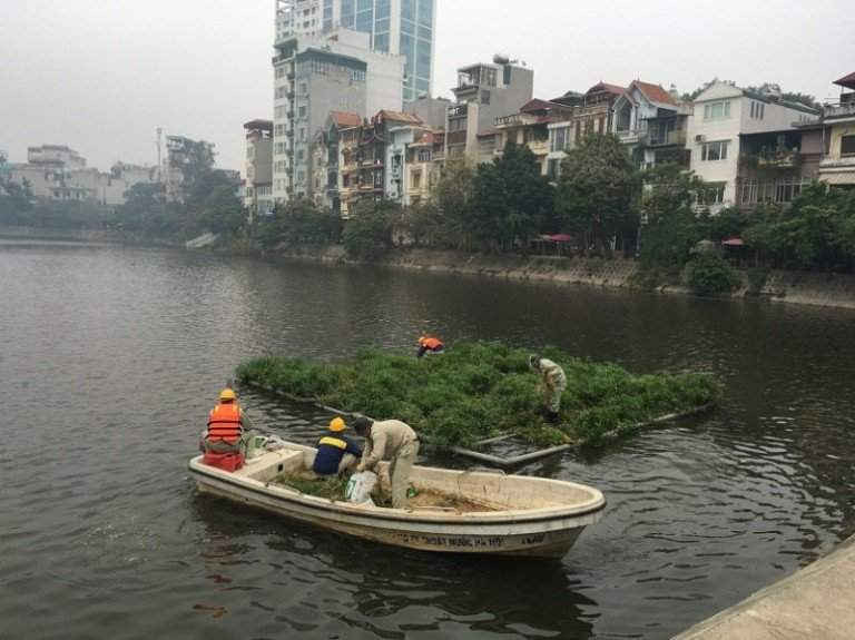 Công nhân Công ty Thoát nước Hà Nội đặt bè thủy sinh xử lý ô nhiễm môi trường hồ.