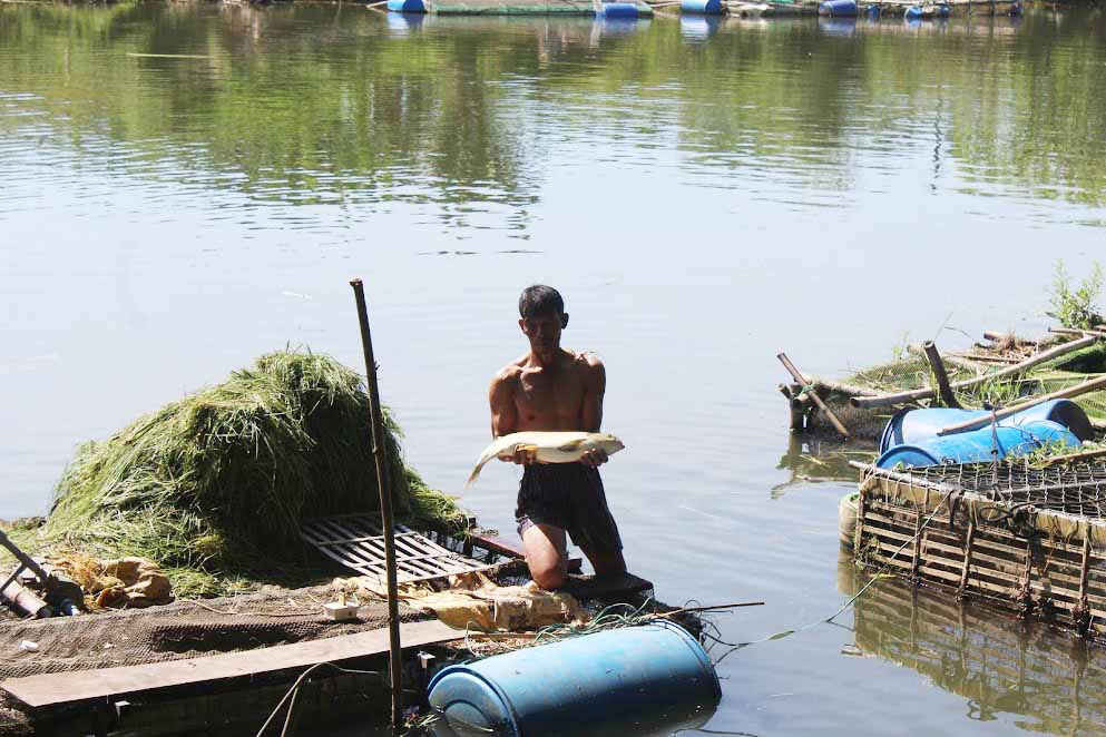 Cá chết hàng loạt trên sông Bồ- tỉnh Thừa Thiên Huế