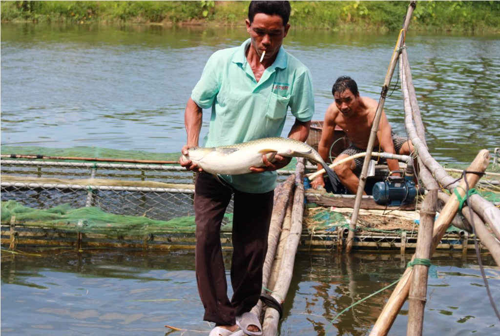 Cá chết trên sông Bồ, tỉnh Thừa Thiên Huế